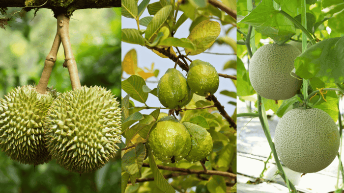 Hình 4: Loại phân này giúp cải thiện được cấu trúc đất