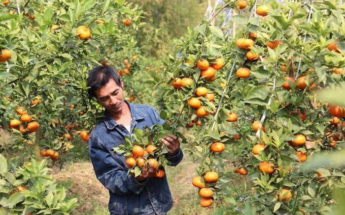 Hình 5: Tham khảo cách bón phân NPK 17 - 17 - 17 phù hợp với cây trồng và thời điểm