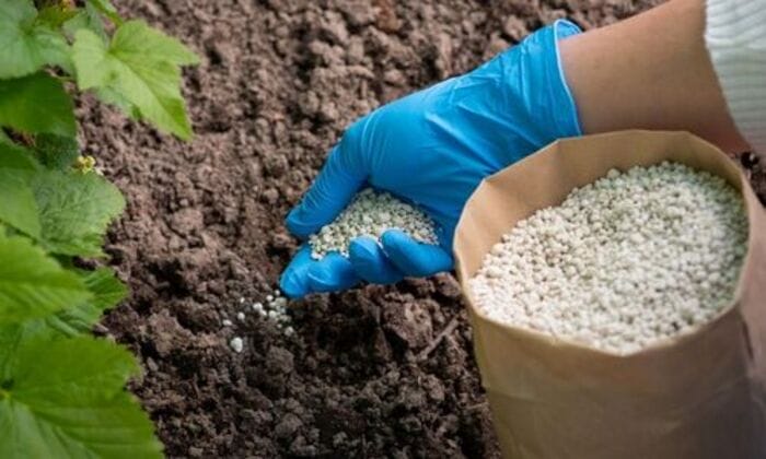 Hình 2: Công dụng chính của loại phân NPK 20 - 20 - 15 - kiến thức chuyên môn