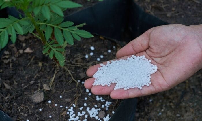 Hình 5: Tham khảo cách bón phân NPK 20 - 20 - 15 phù hợp với thời điểm cây trồng