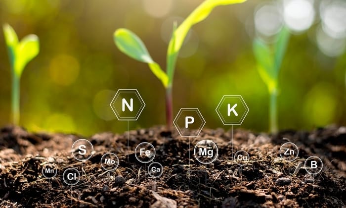 Hình 3: Phân NPK 30 - 10 - 10 thúc đẩy sự sinh trưởng mạnh mẽ của cây trồng
