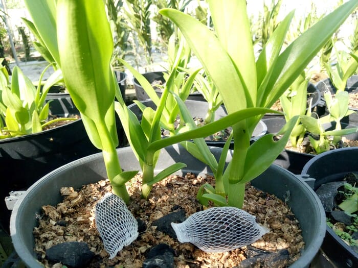 Phân tan chậm - thành phần và có nên sử dụng phân tan chậm