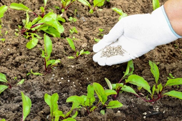 Hình 4: Sử dụng phân tan chậm sẽ không phải phụ thuộc vào việc tưới tiêu
