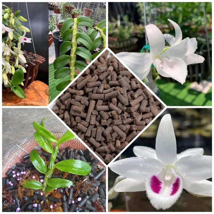 Hình 5: Tham khảo về cách sử dụng phân trùn quế viên nén hiệu quả