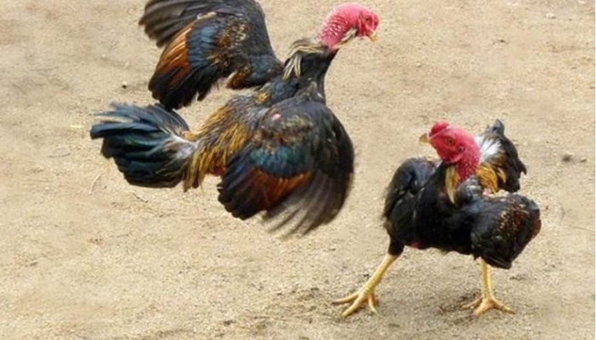 Giới Thiệu Về Đá Gà Lào Twin68