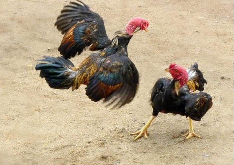 Giới Thiệu Về Đá Gà Lào Twin68