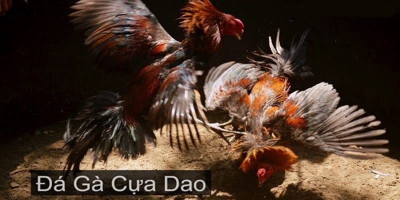 Tìm hiểu đá gà 4K là gì?