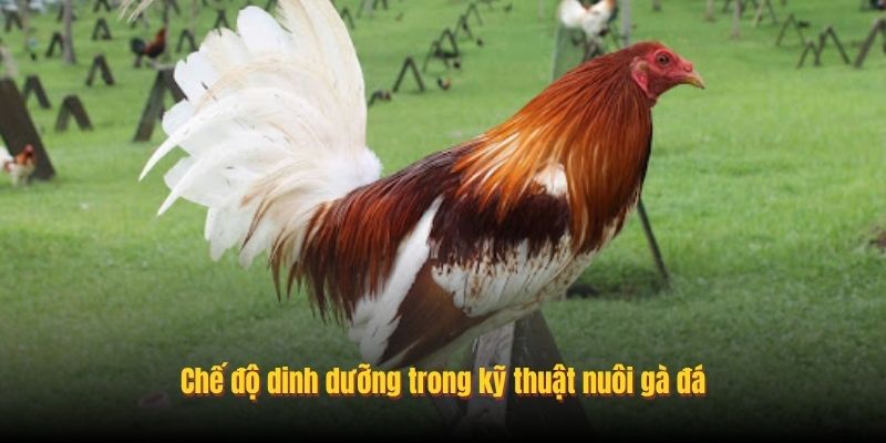 Chế độ dinh dưỡng trong kỹ thuật nuôi gà đá