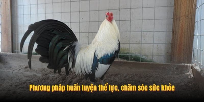 Phương pháp huấn luyện thể lực, chăm sóc sức khỏe