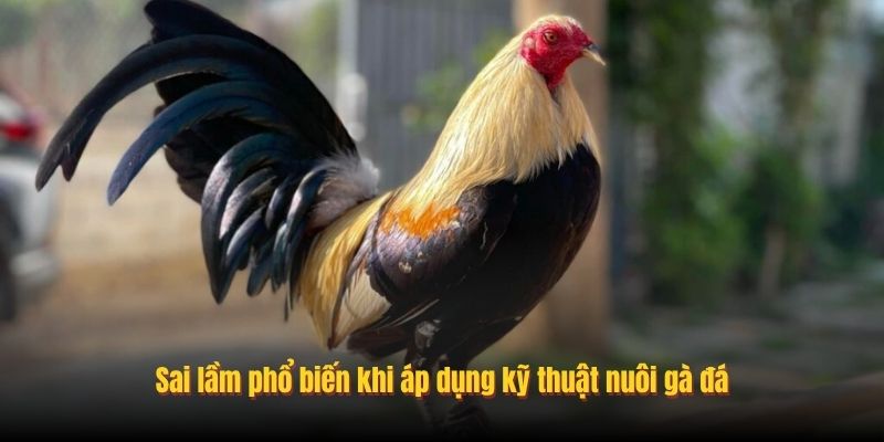Sai lầm phổ biến khi áp dụng kỹ thuật nuôi gà đá