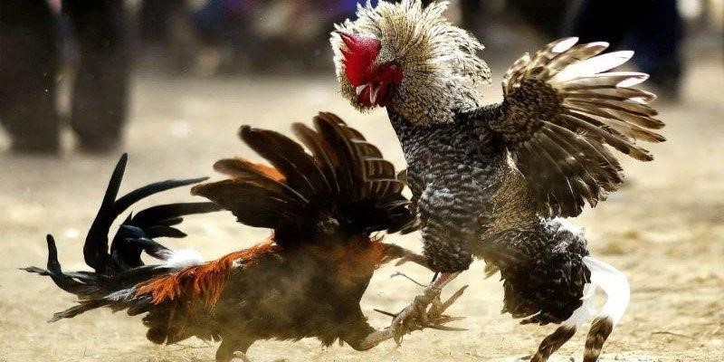 Chiến kê gà nòi đối đầu trong trận đấu căng thẳng