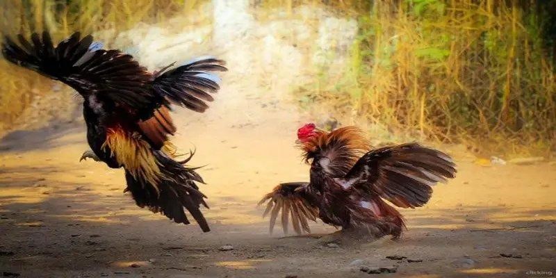 Trận đấu đá gà nòi trực tuyến kịch tính