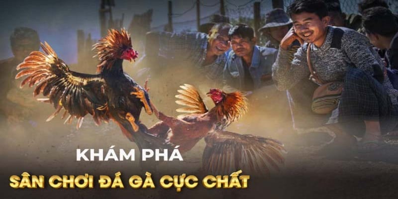 Theo dõi hàng trăm trận đá gà kịch tính