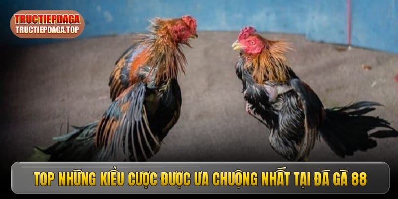 Top những kiểu cược được ưa chuộng nhất tại đá gà 88