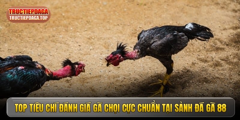Top tiêu chí đánh giá gà chọi cực chuẩn tại sảnh đá gà 88