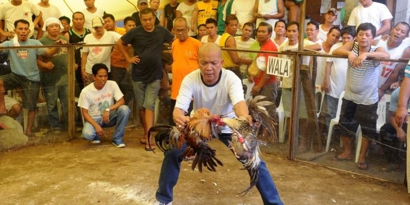 Đá gà được xây dựng với nhiều hình thức thi đấu