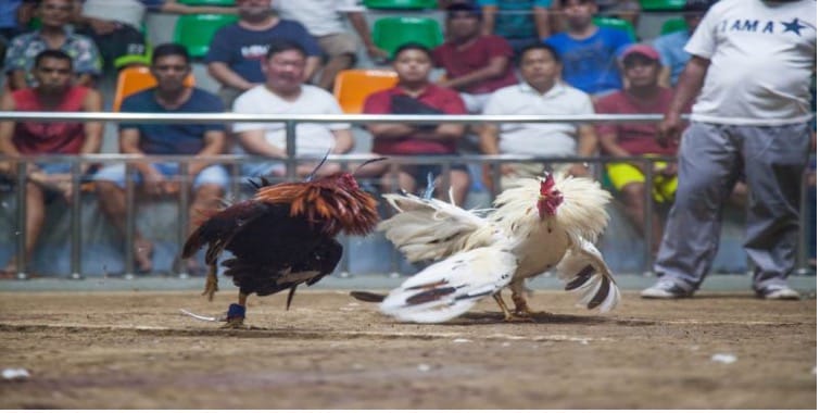 Chiến thuật nâng cao dành cho mọi sư kê