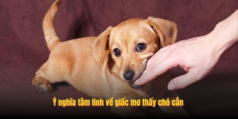 Ý nghĩa tâm linh về giấc mơ thấy chó cắn
