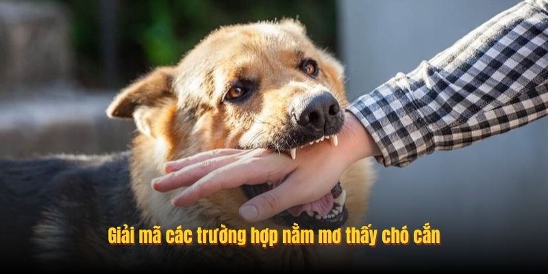 Giải mã các trường hợp nằm mơ thấy chó cắn
