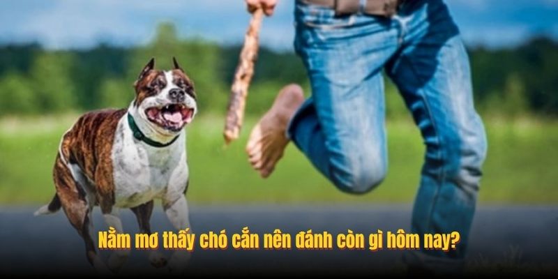 Nằm mơ thấy chó cắn nên đánh còn gì hôm nay?