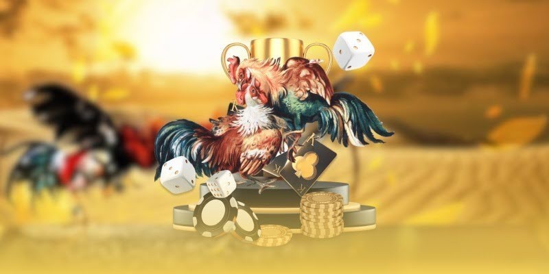 Sự biến động tỷ lệ kèo đá gà ảnh hưởng trận đấu