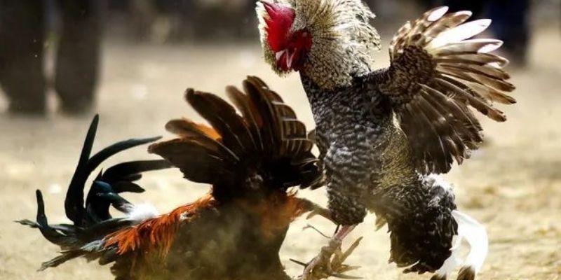 Những cái tên gắn với chiến kê nổi bật