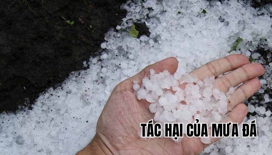 tác hại của mưa đá