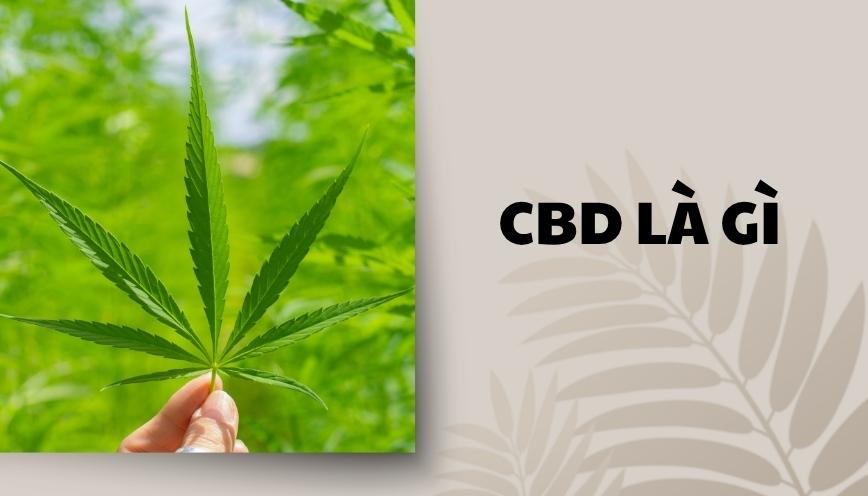 CBD là gì