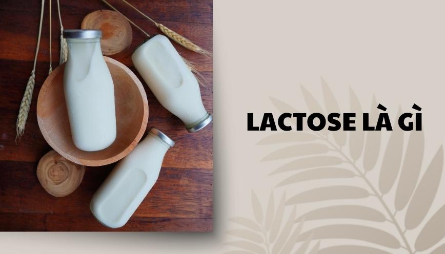 Lactose là gì