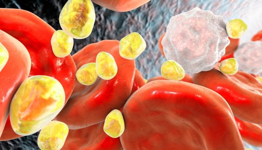 Phân loại lipid theo các nhóm chính