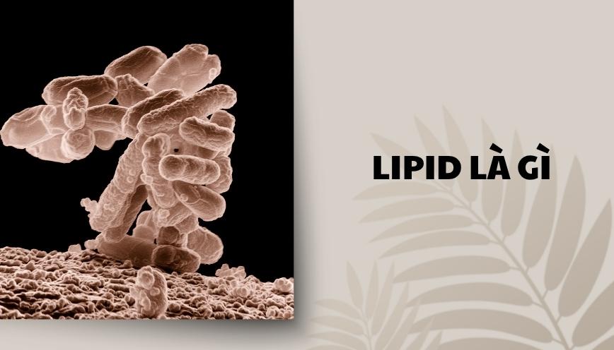 Lipid là gì