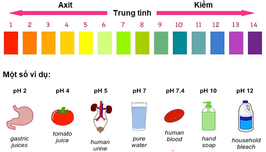 pH là gì? Thang đo, công thức, cách đo và ứng dụng